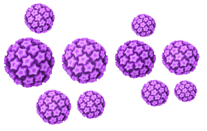 HPV vīruss