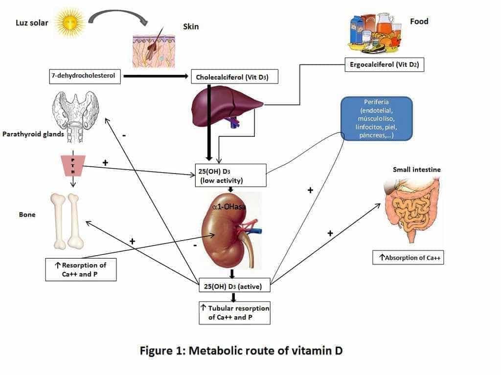 D vitamīna metabolisms organismā