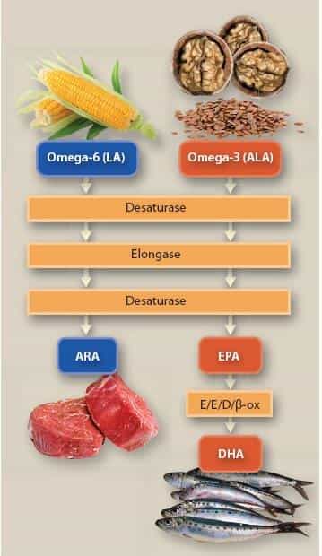Omega3 un Omega6 metabolisms